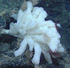 sea-sponge