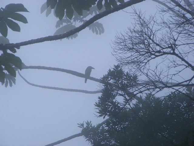 [2010_0816pajaros0001[2].jpg]