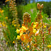 Yellow-orange flora