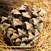 Pine cone on pine needles