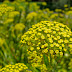 Really small, yellow flora