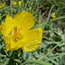 Yellow flower