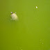 Turtle in green water