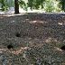 Squirrel holes