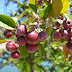 Berries. Blueberries?