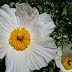 White flower, yellow pollen