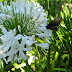White flowers, black moth