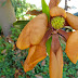 Brown magnolia flower