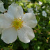 White flowers in the White Flower Garden