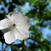 White flowers in the White Flower Garden