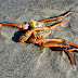 Crab remains