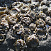 Barnacle life