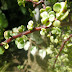 Round leaves
