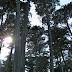 Afternoon sun and trees