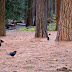 Ravens gathering