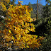 Yellow leaves