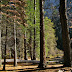 Trees along the Mirror Lake Trail