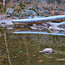 Frosted log