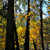 Yellow leaves