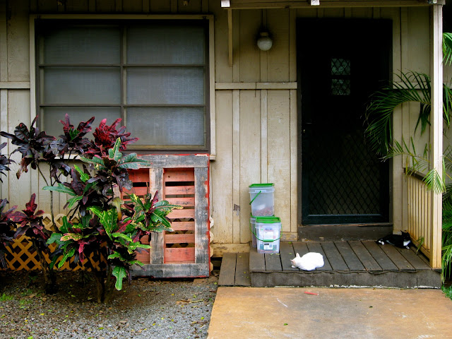 Lazy Haleiwa cats