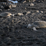 Turtles are resting