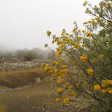 Wildflowers near 10,000 feet