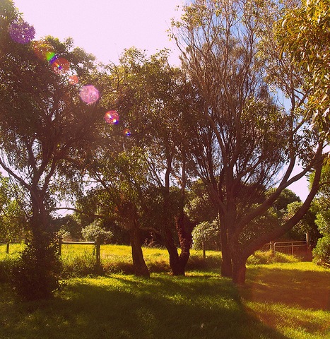 [backyard trees[6].jpg]