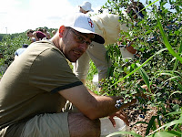 Blueberry Pick