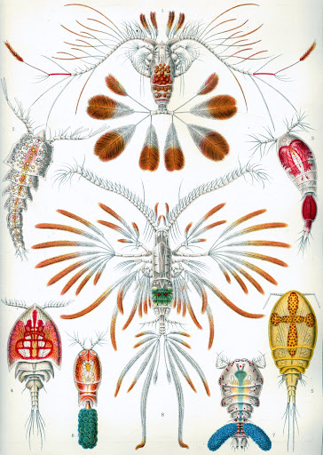 ernst haeckel marine diatoms amazon books