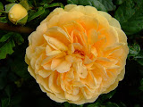 Gelbe Rose