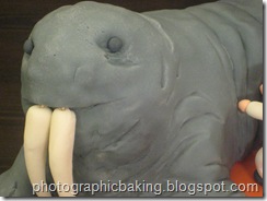 Walrus face Walrus face