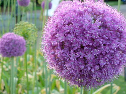 Sweet Flower