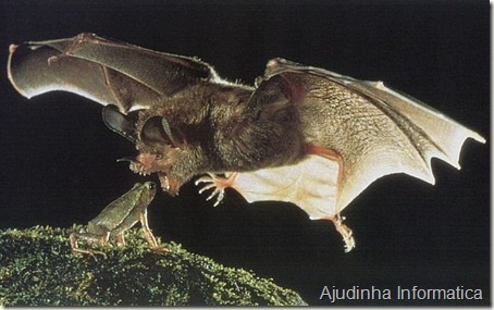 morcego sapo