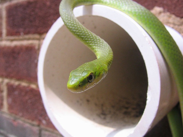 [800px-Green_snake_on_wall_drain[2].jpg]