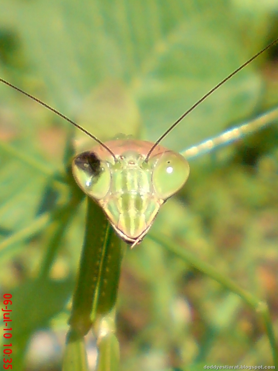 [one eye praying mantis 14[1].jpg]