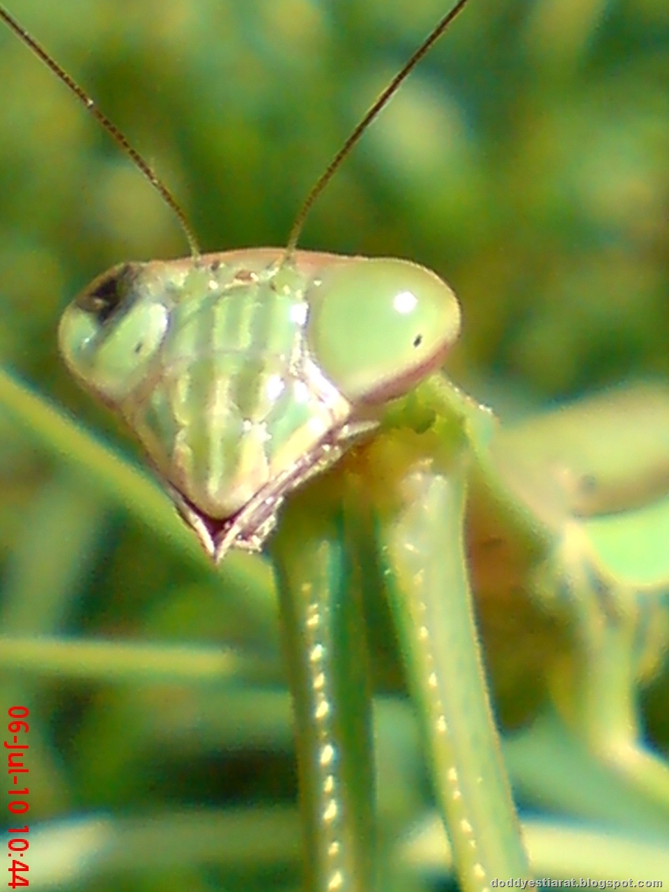 [one eye praying mantis 27[1].jpg]