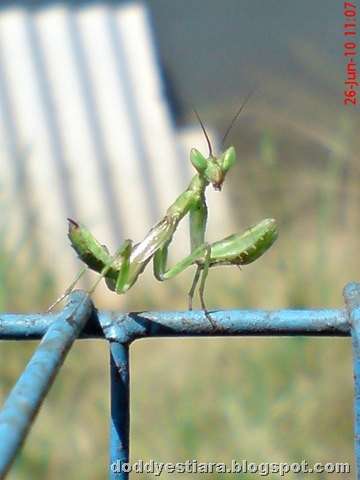 [young praying mantis 09.jpg]