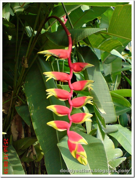 heliconia flower bunga pisang-pisangan heliconia flower bunga pisang-pisangan