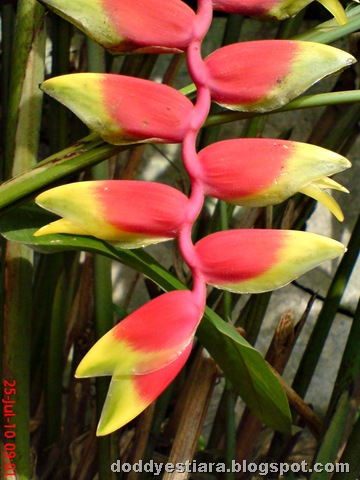 [heliconia flower bunga pisang-pisangan 5[6].jpg]