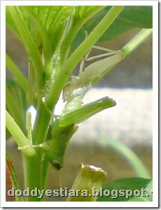 grasshopper molting 7