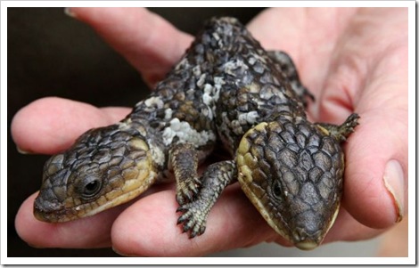 two headed bobtail lizard