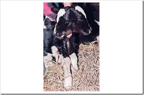 the two-headed calf