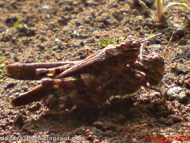 [brown grasshopper mating 09[8].jpg]