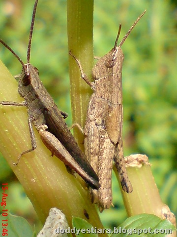 [two brown grasshopper 05[6].jpg]