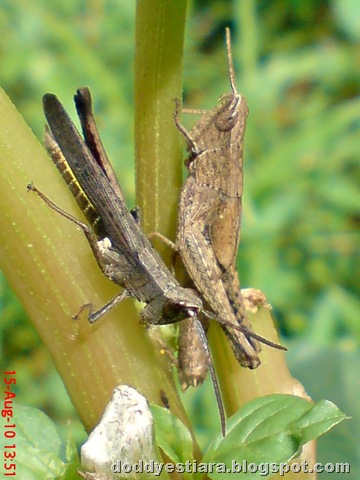 [two brown grasshopper 07[6].jpg]