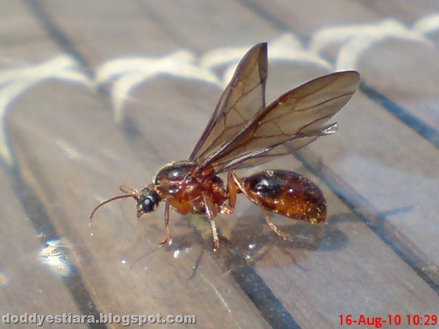 [brown flying ant 01.jpg]