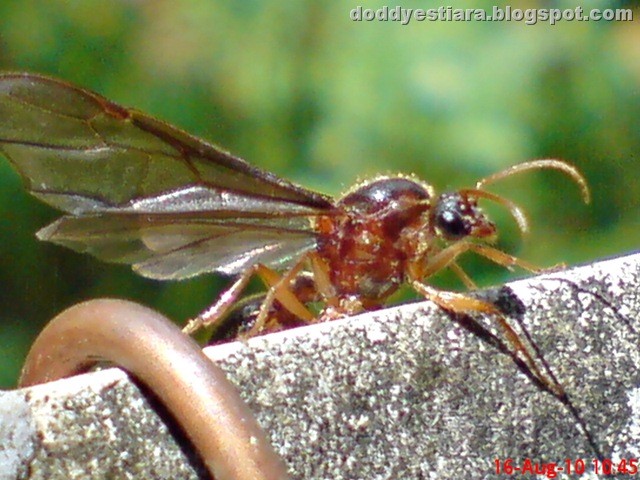 [brown flying ant 07.jpg]