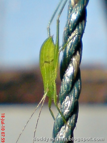 [small green grasshopper 03[6].jpg]