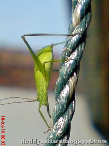 [small green grasshopper 07[7].jpg]