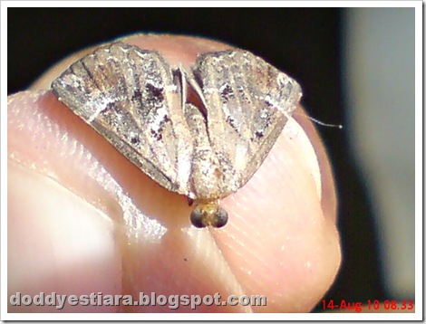 small moth ngengat kecil 09